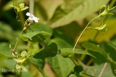 Porana racemosa